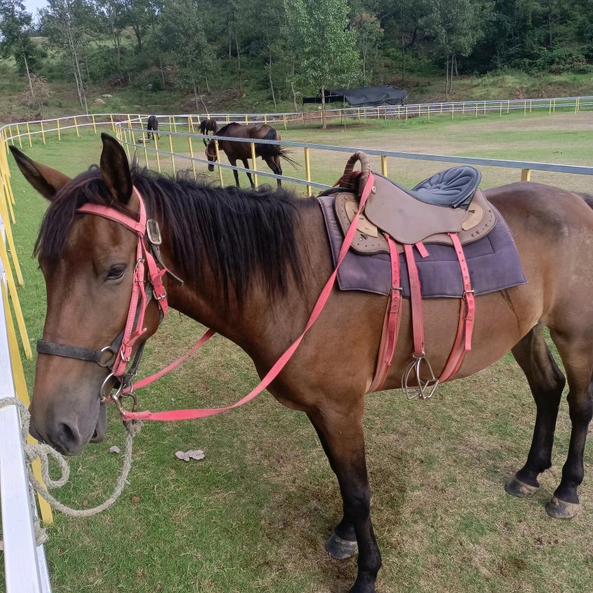 天目山草原踏云马术