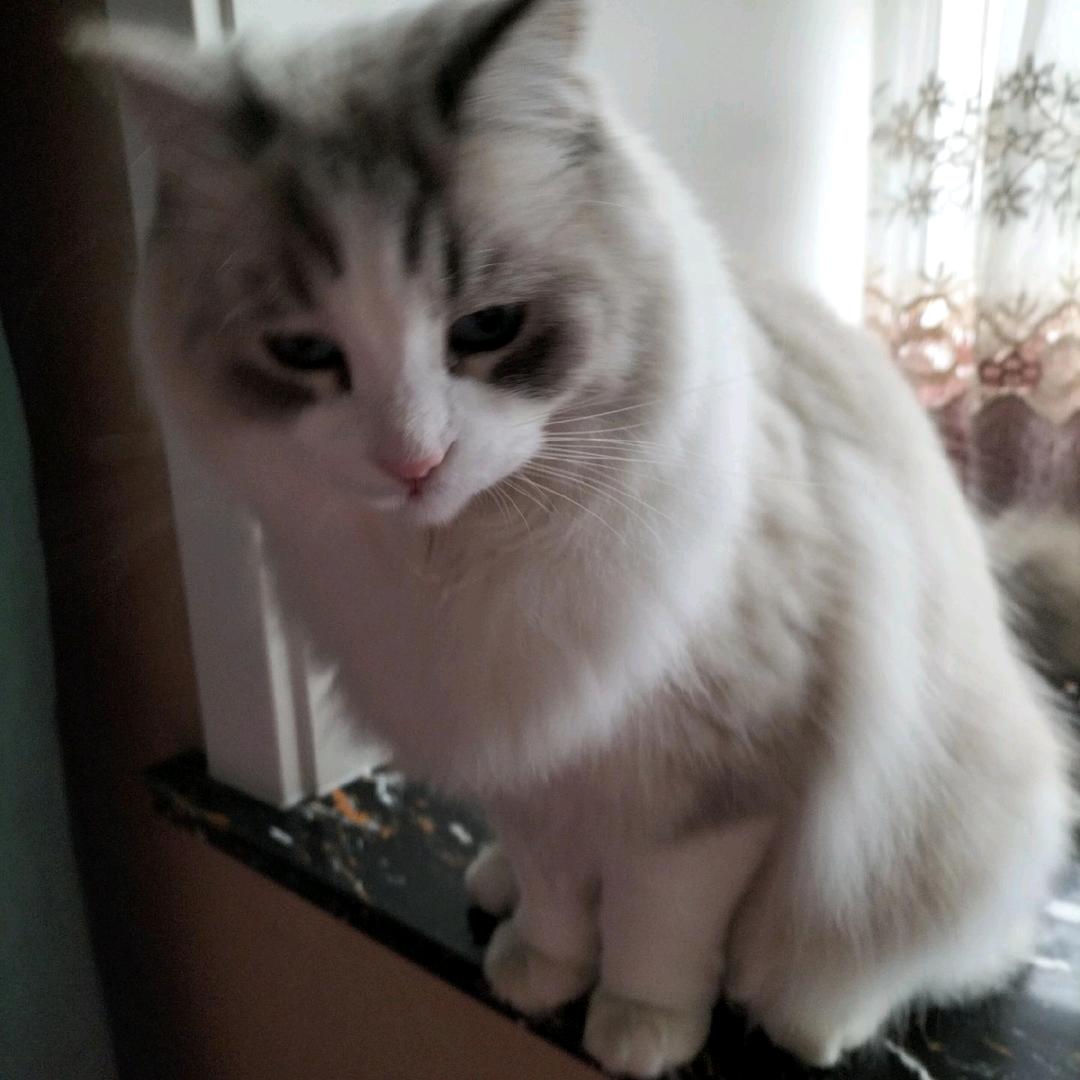 小猫咪