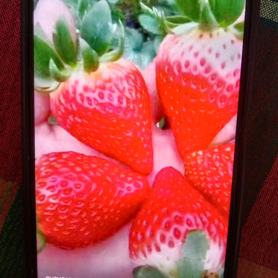 菊开心每一天
