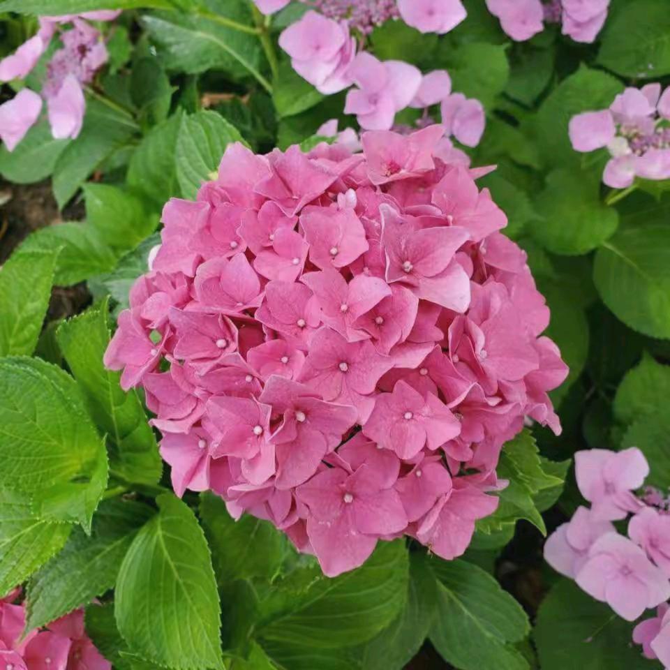 桂花糖在美国