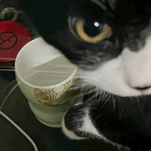 狗熊不会emo
