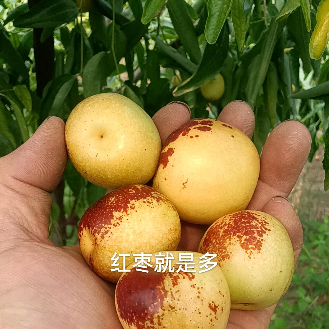 老狼不老大力冬枣
