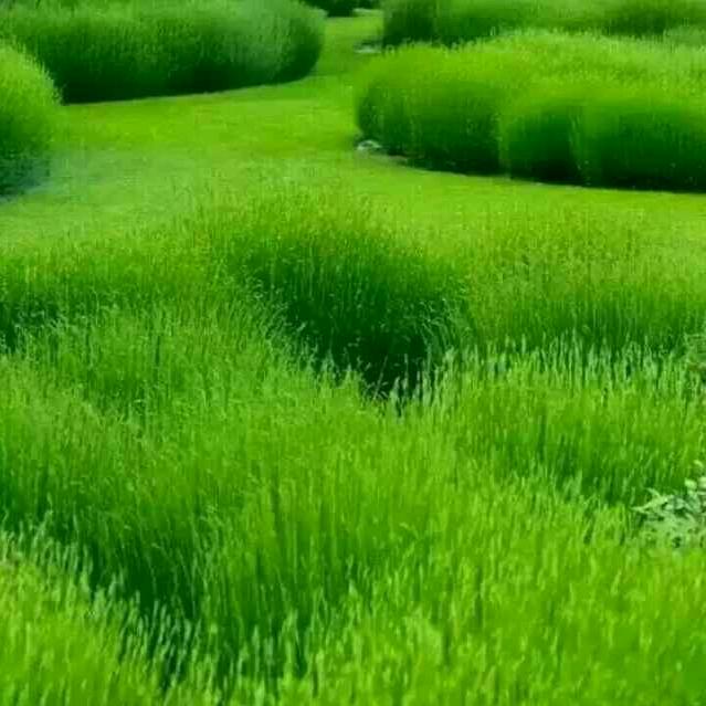 开心 爷爷
