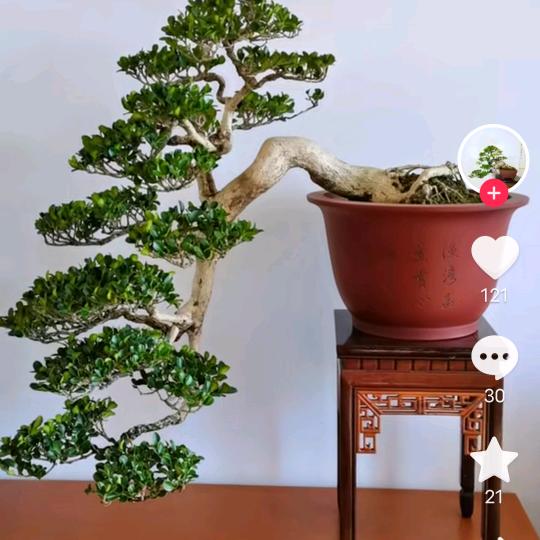 知誠