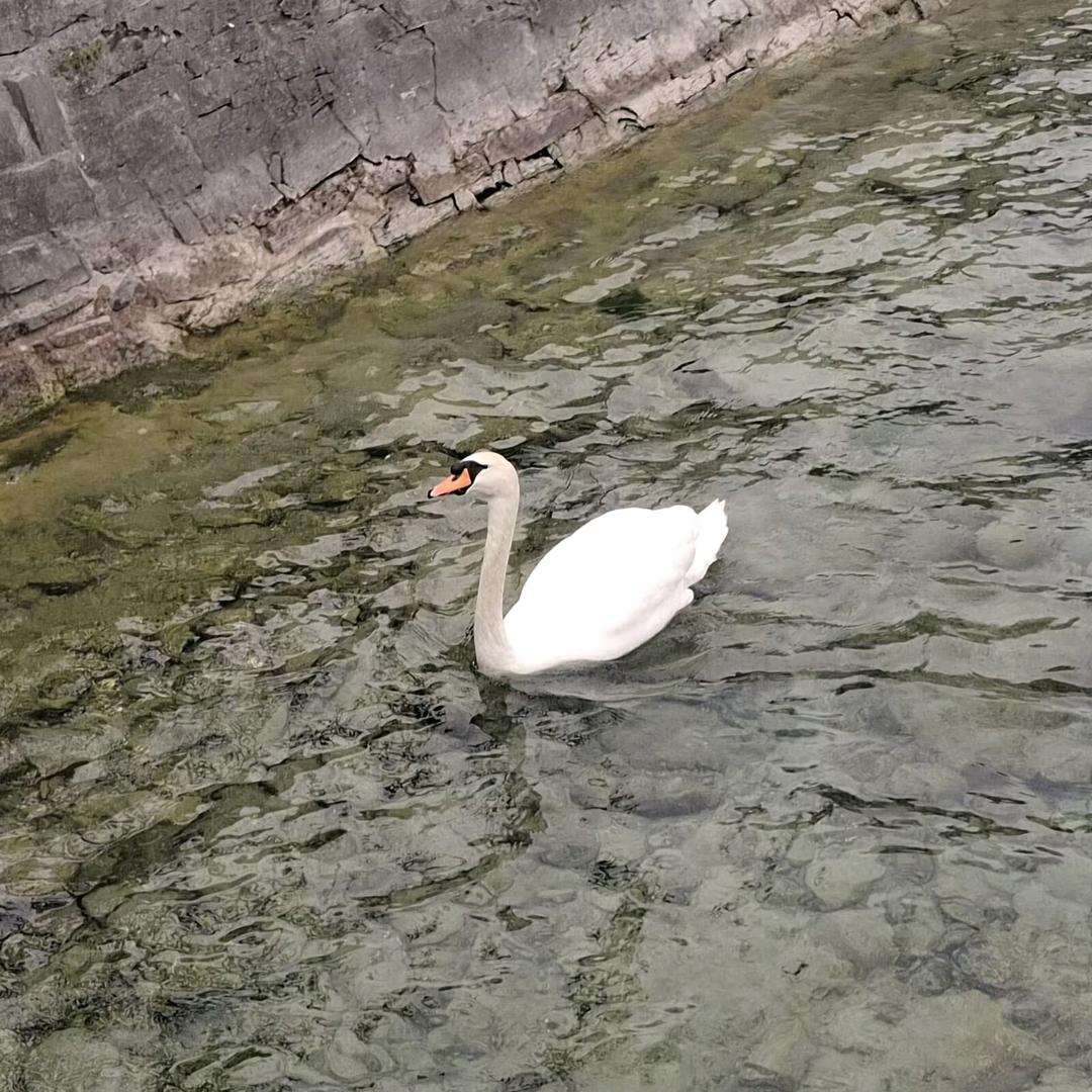 ￴: 石榴姐姐🌙ღ᭄