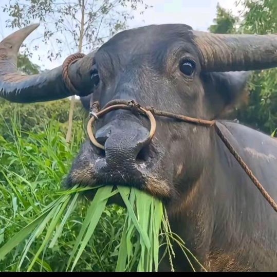 小黑子漏出鸡脚了吧