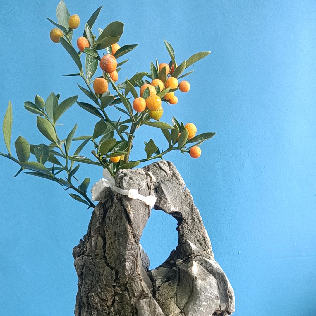 亿盆附石盆景园