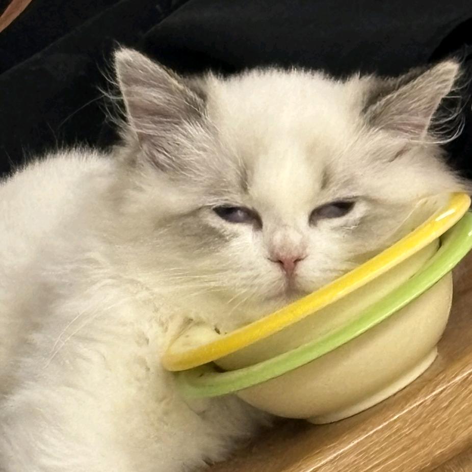 等待太阳的鳄鱼