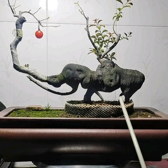 牛牛