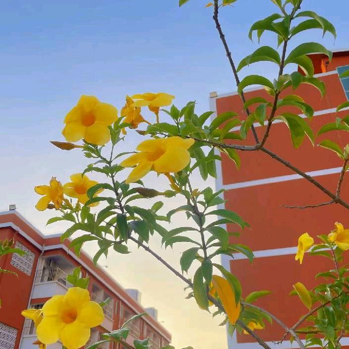 深圳中嘉职校梁老师