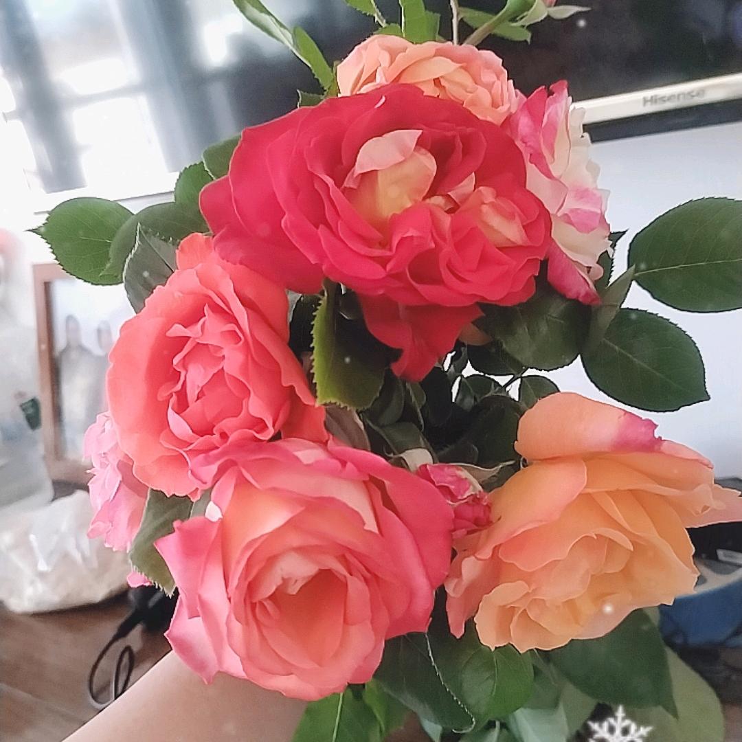 橙黄色的回欢草