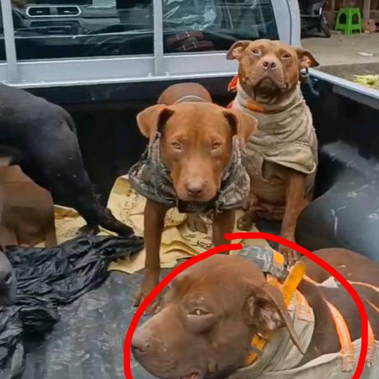 都督比特猎犬爱好者