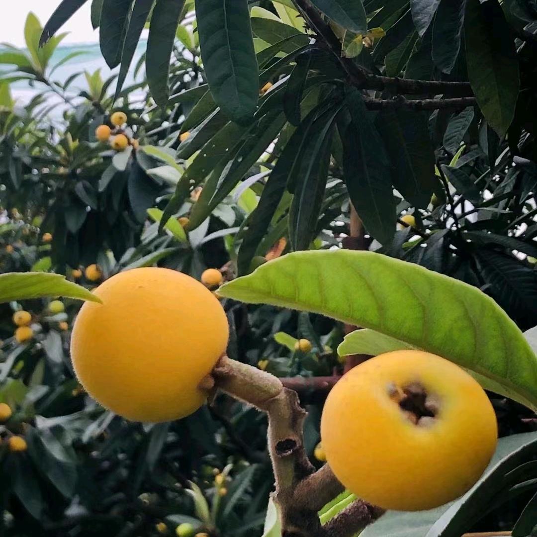 斌哥