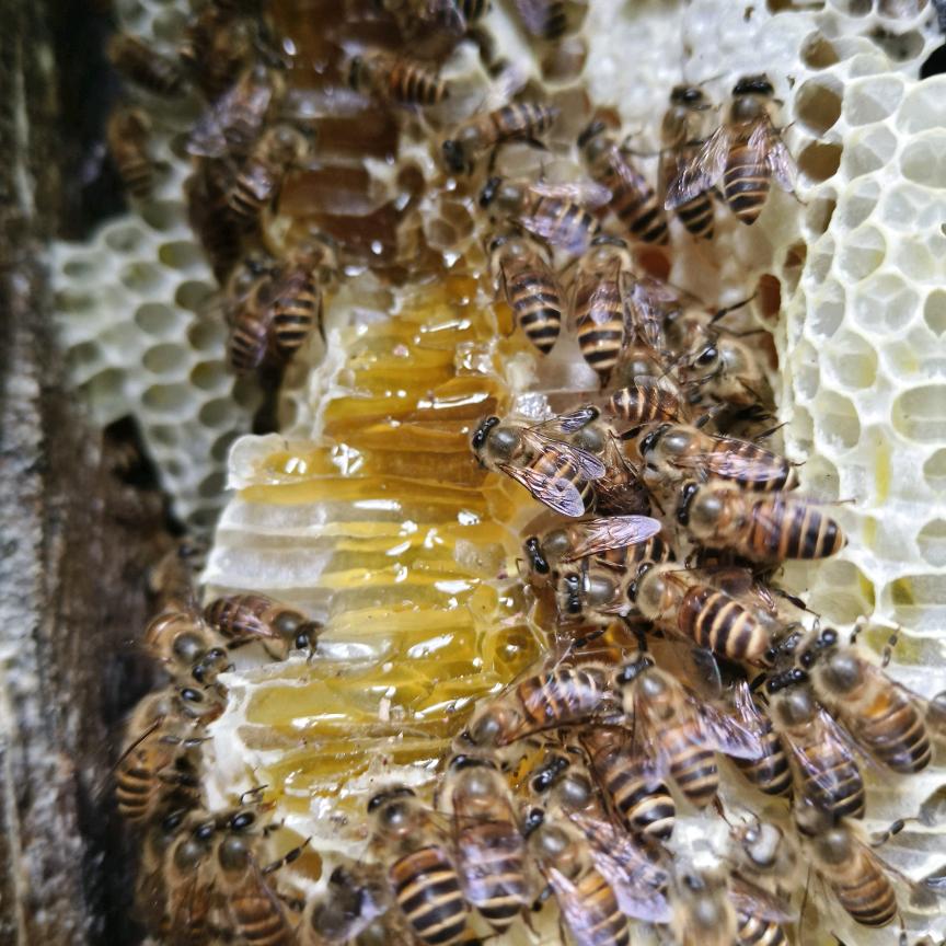 农村户外阿明（无人机追蜂）