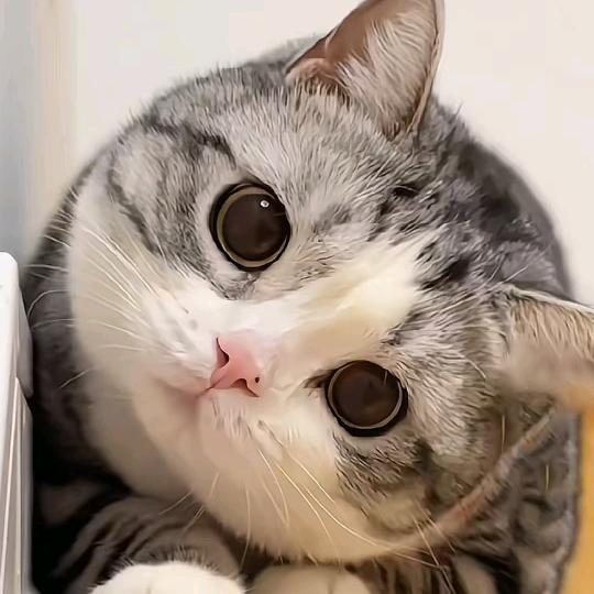 小宋呀