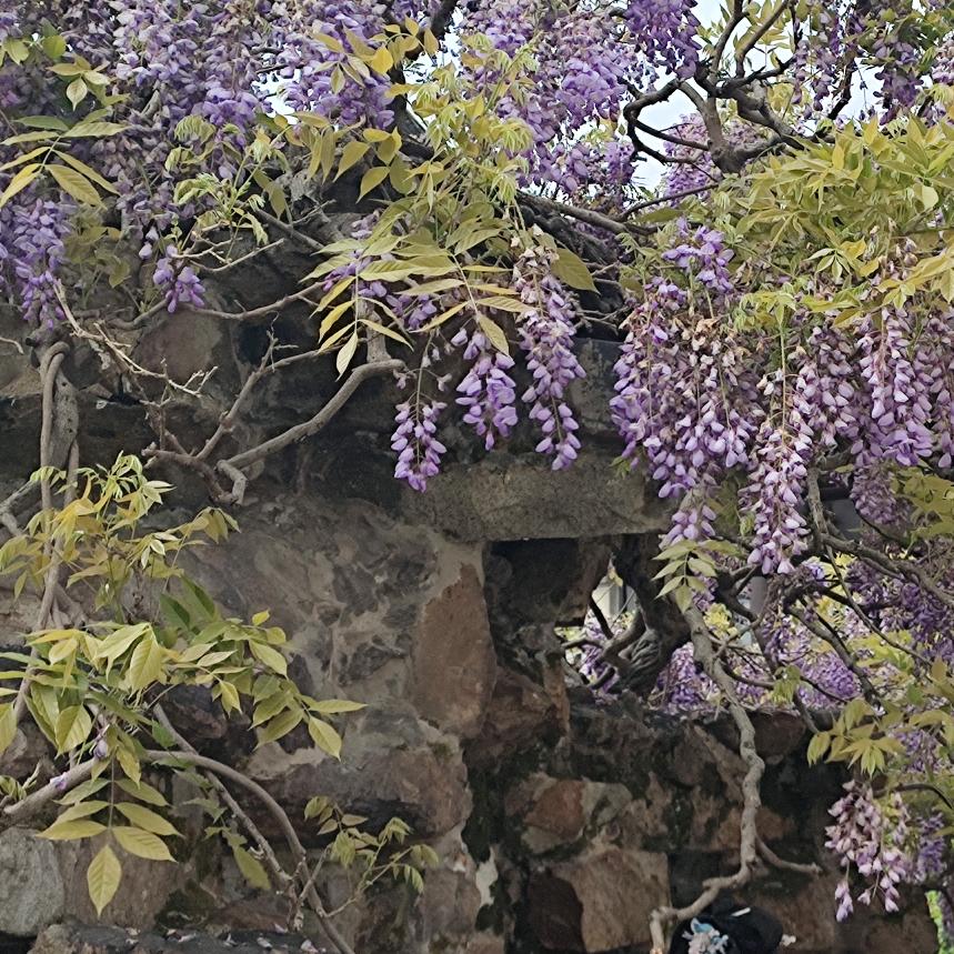 路  山  林