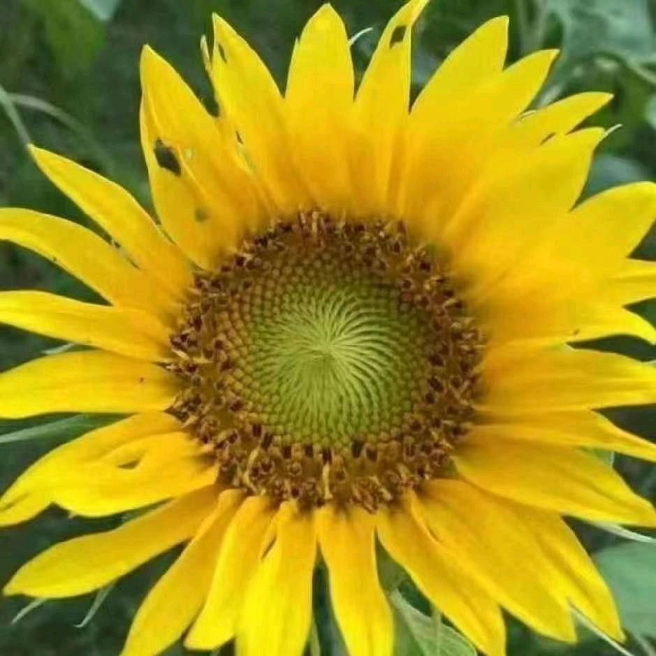 平凡人生(づ ●─● )老妙