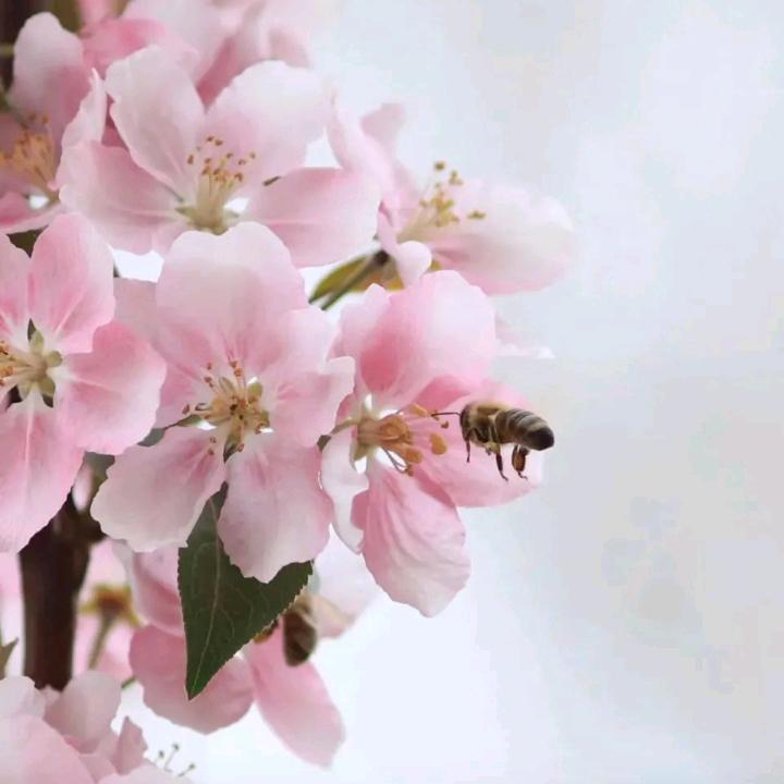 ⌄•́相信๑自己•૭🍀