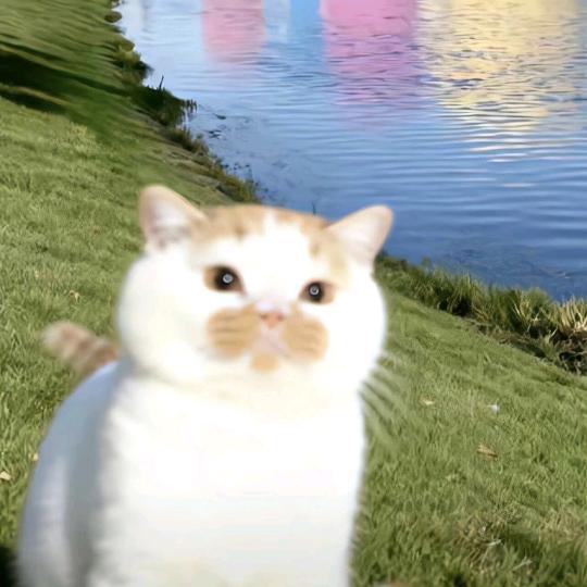 芋𰻞𰻞头像