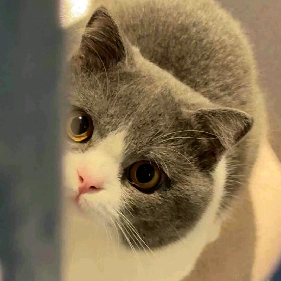 拆解猫数码（酷态科版）