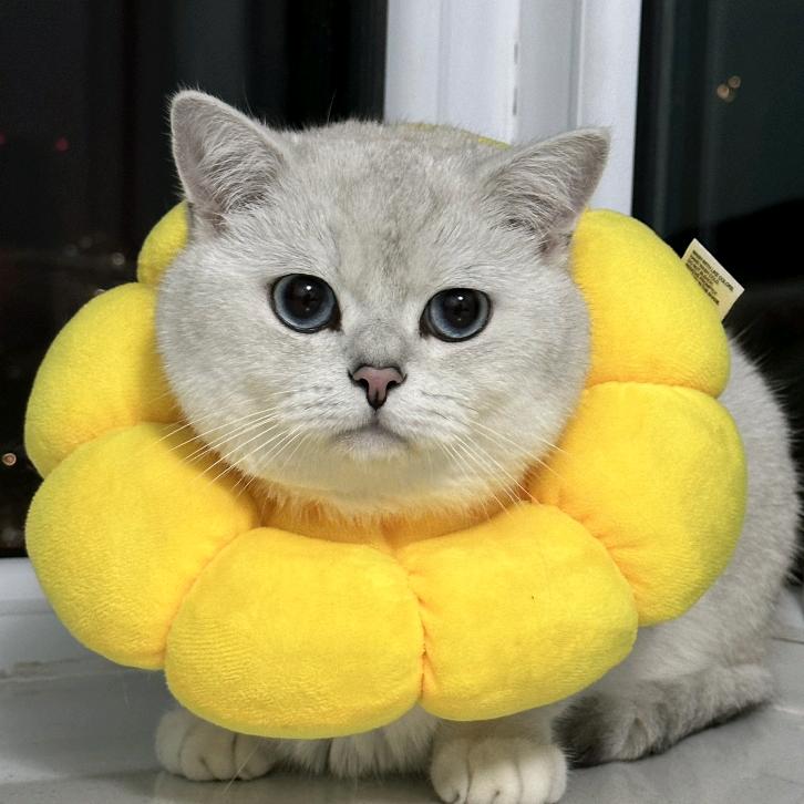 多多🐱