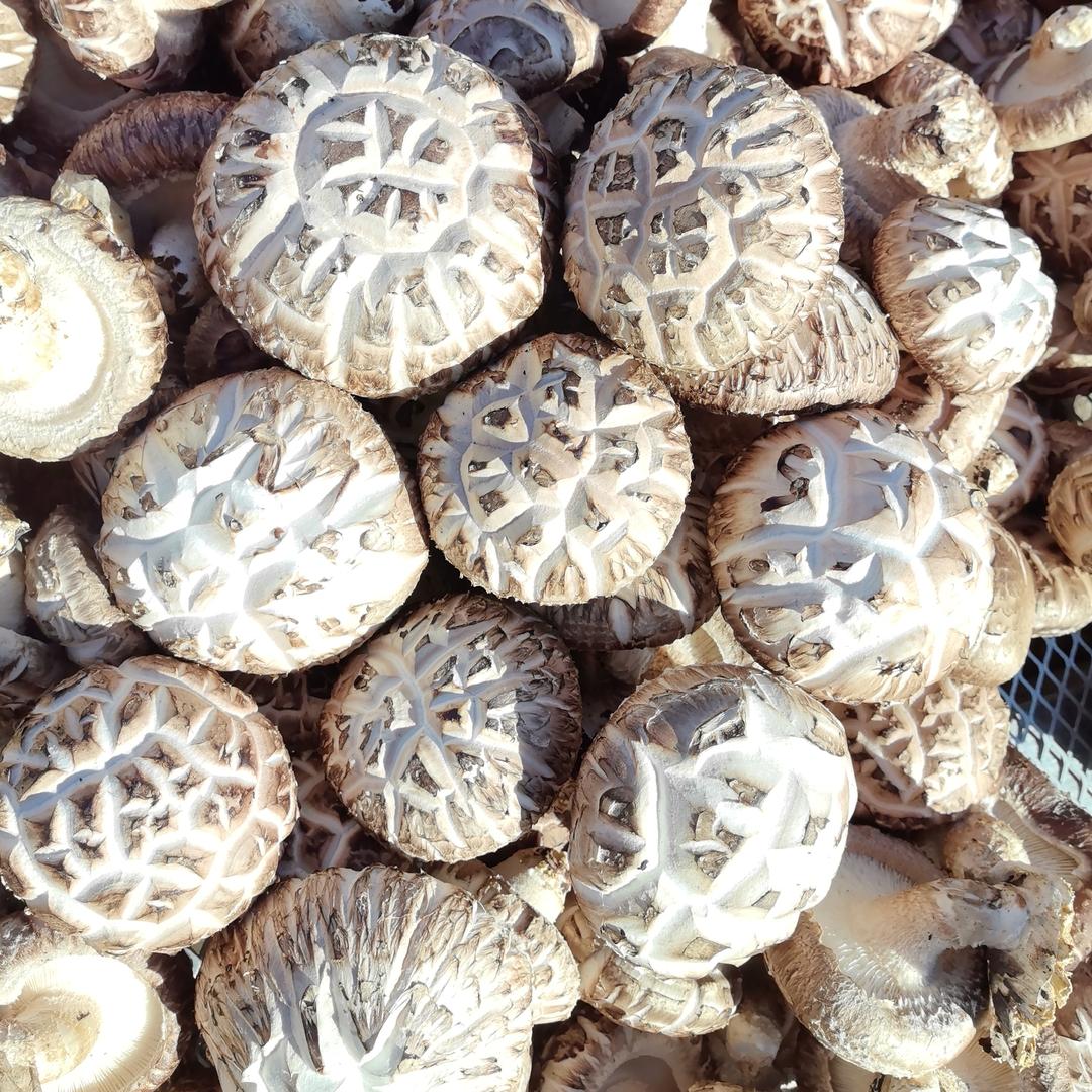 程彭食用菌种植基地