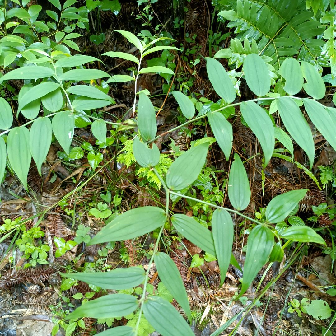 （｡ò ∀ ó｡）向阳