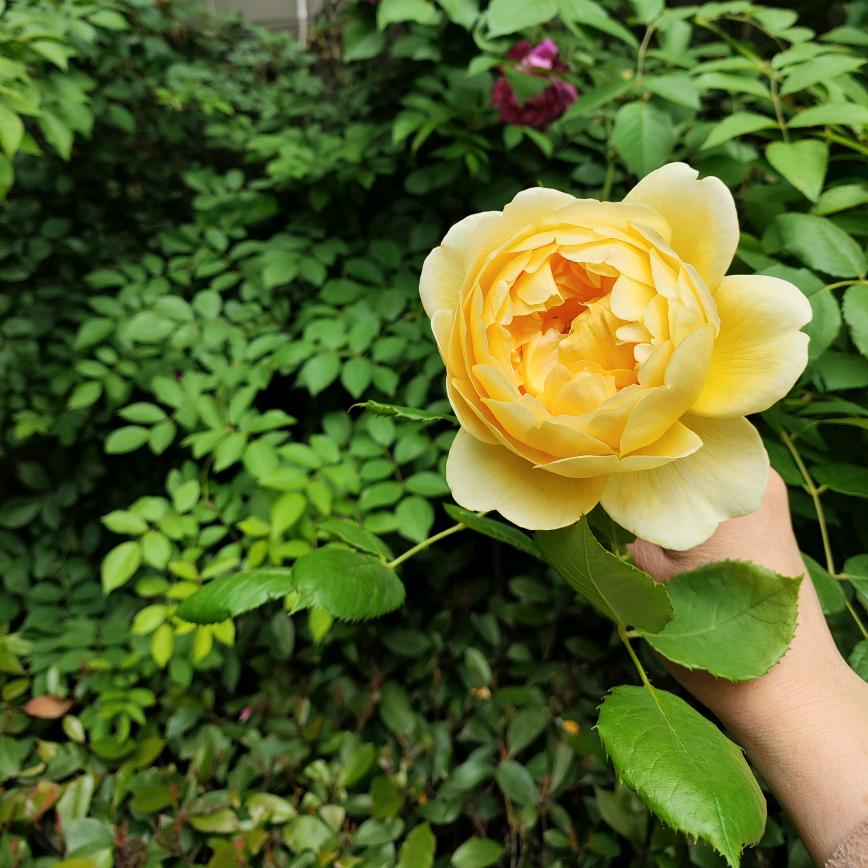 顺࿆其࿆自࿆然࿆࿆