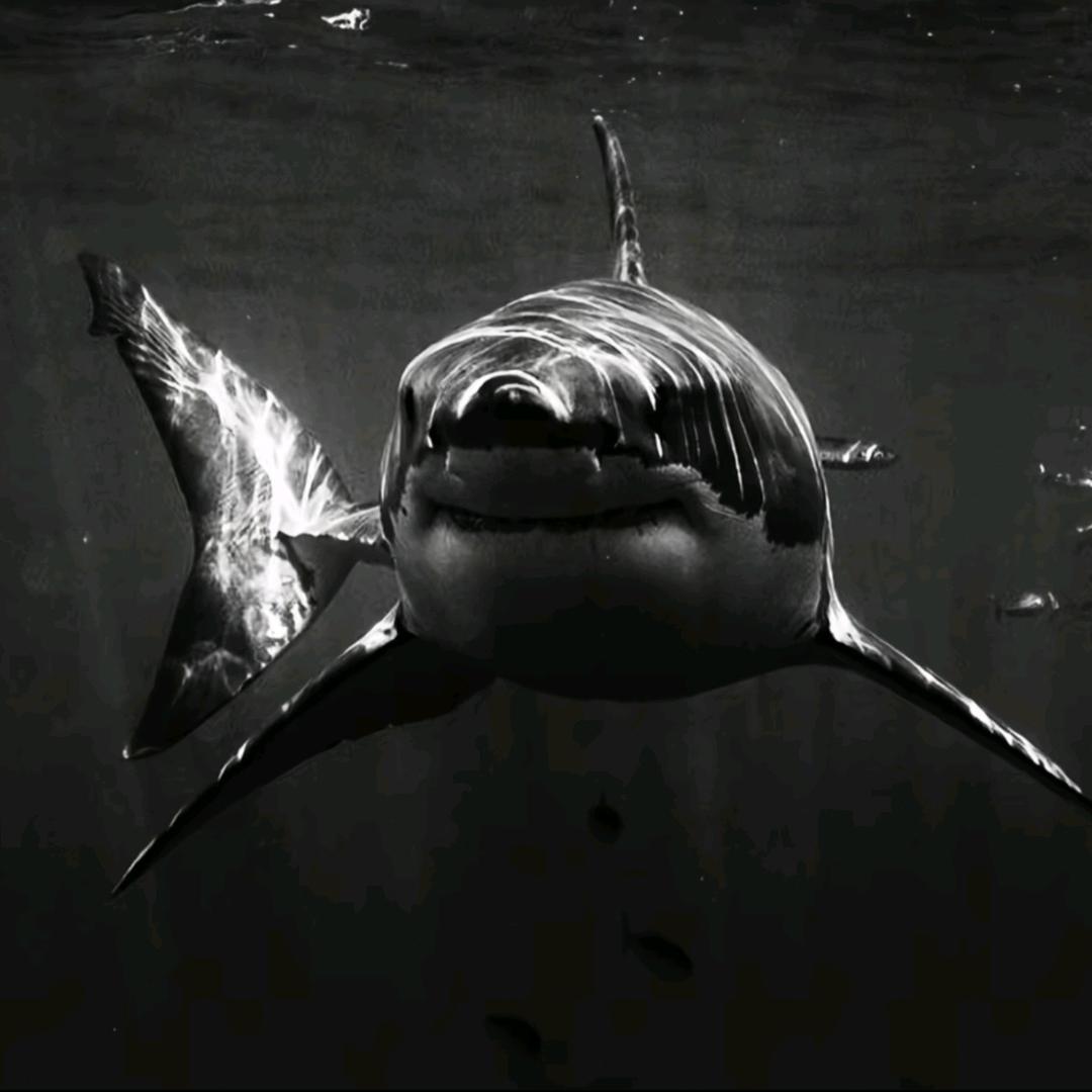鲨鱼·