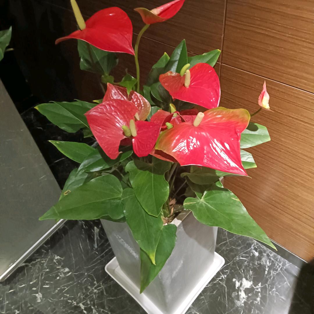 浪亿🇻🇳天涯