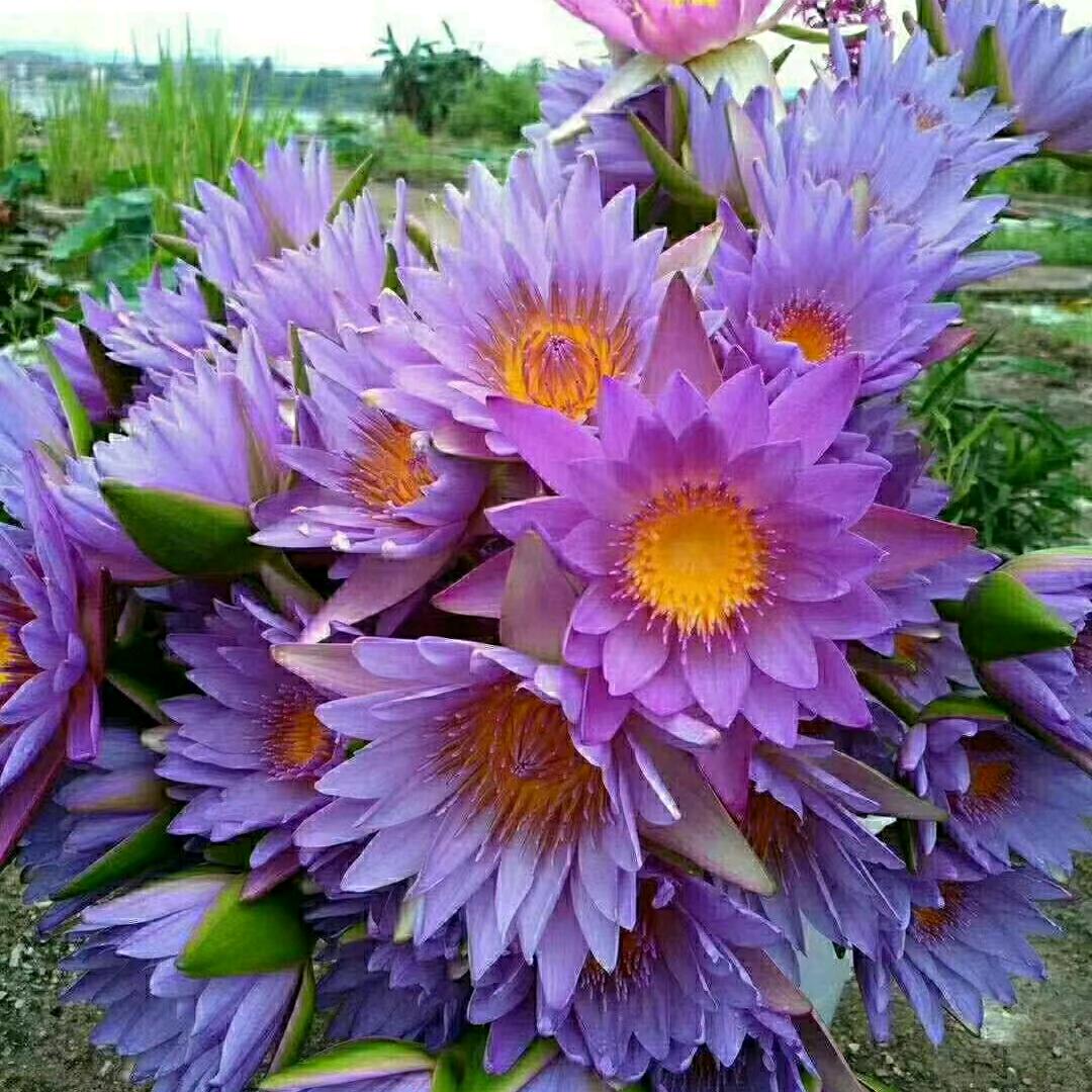 一个年子深爱着古子