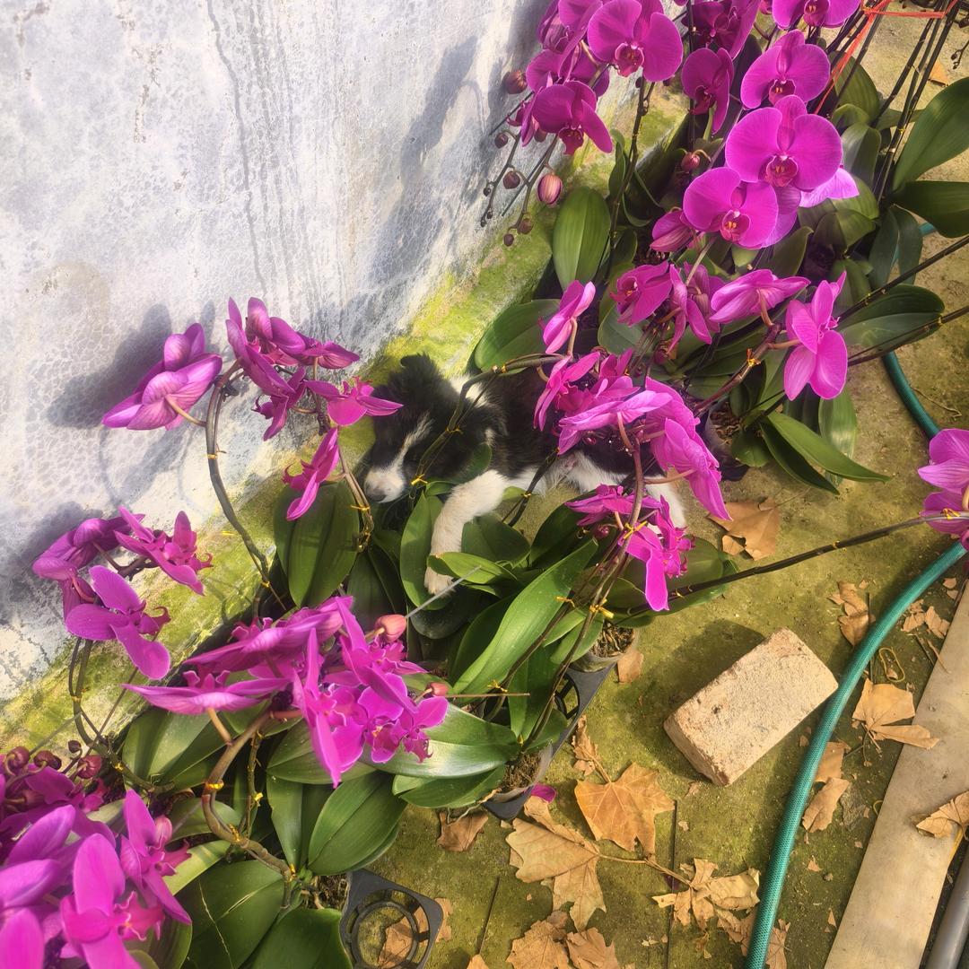 缤纷鲜花批发