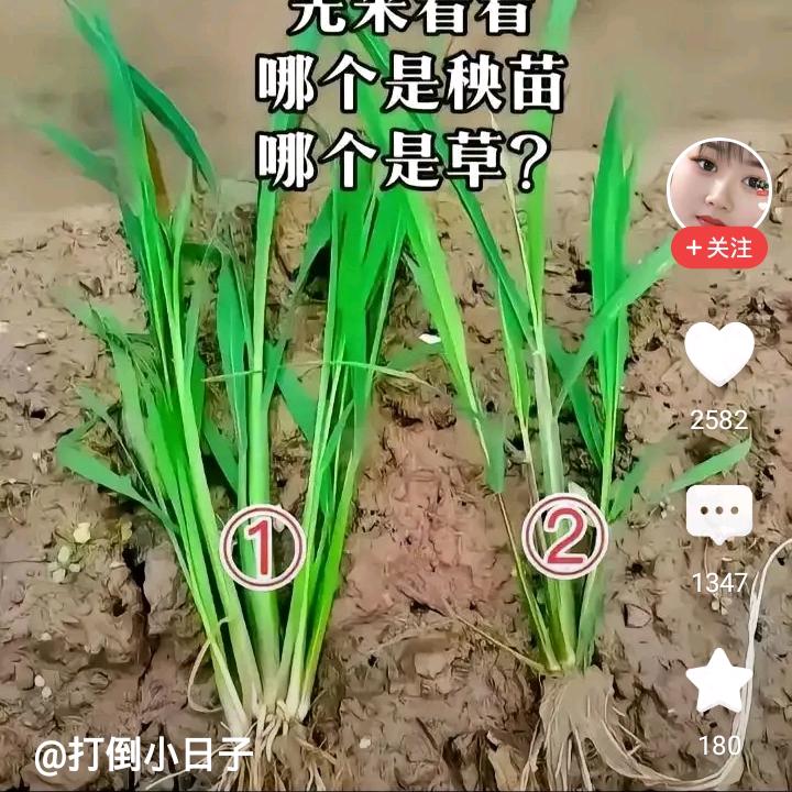 农村人