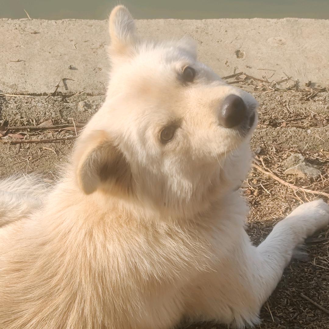 弹下肥胖的肚腩🧸
