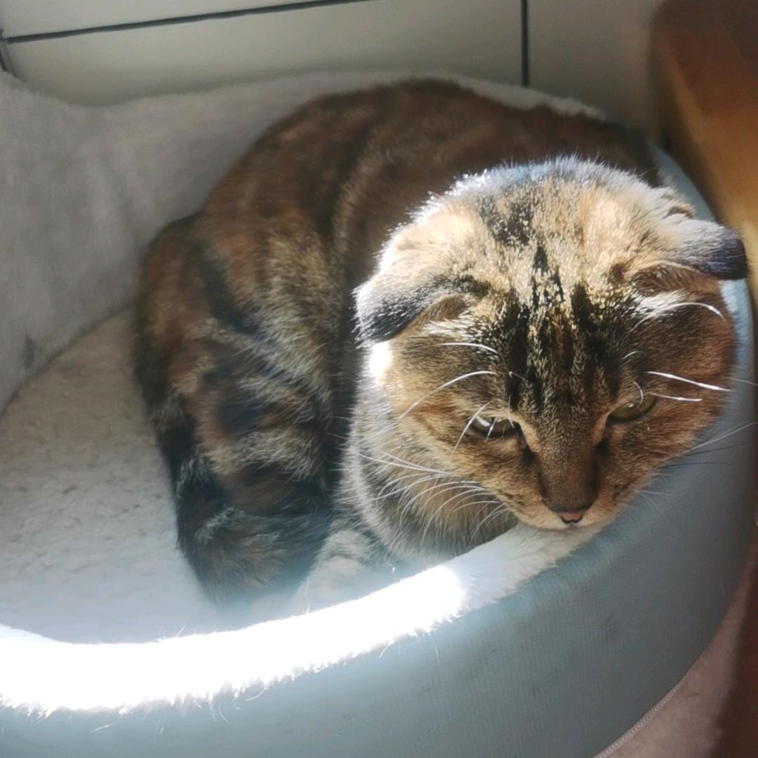 要抱抱的小七🐱