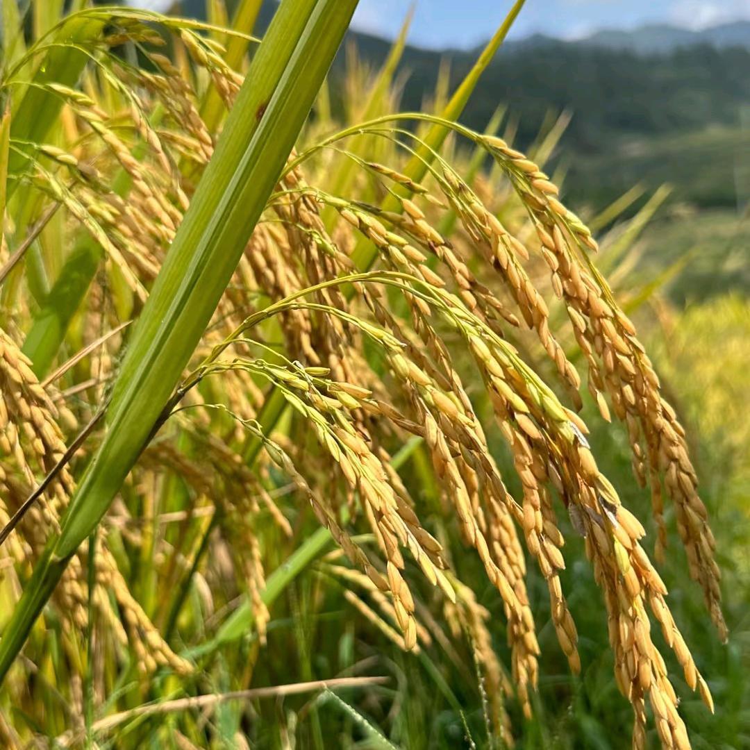 长春绿色小菜到家