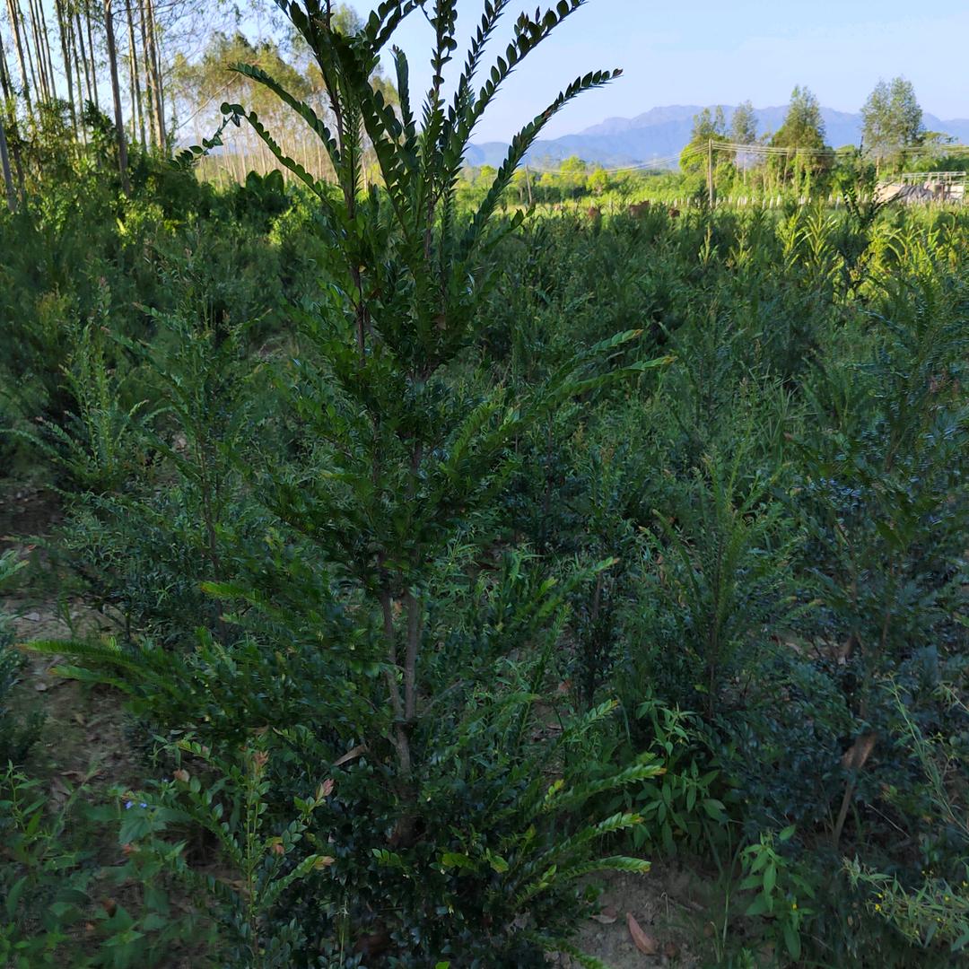 阳江市园林盆景小叶紫檀基地