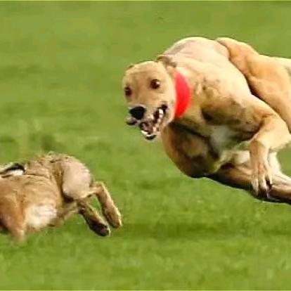 滑县宠物乐园🐶🐶