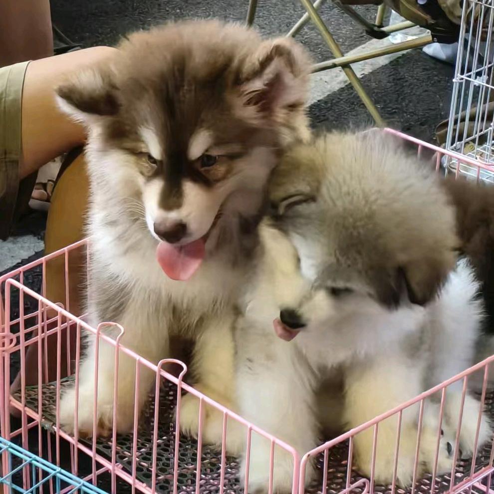 @小飞侠