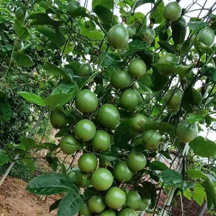 吴军百香果产地