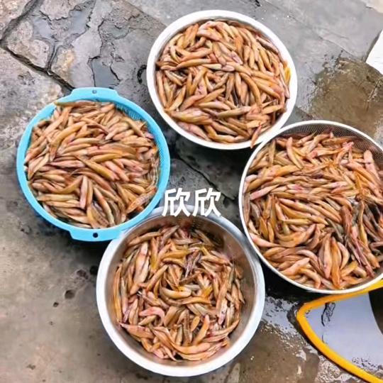 小欣欣❤️❤️(乡村助农)