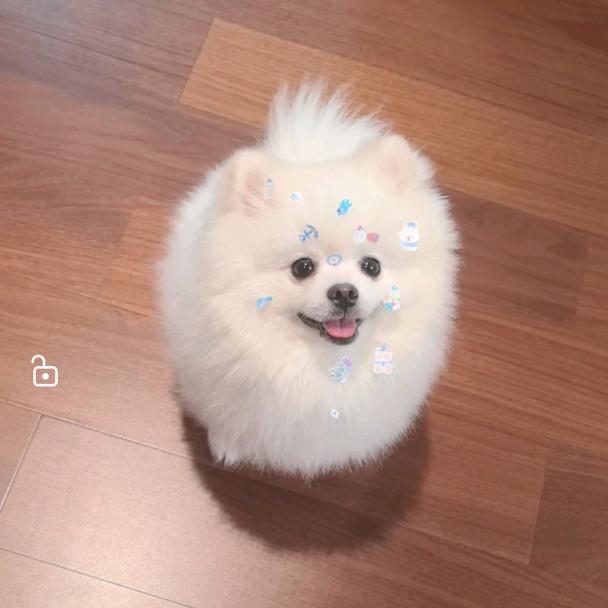 博美小小