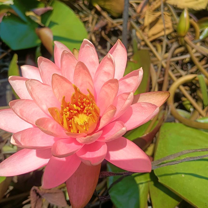 ✌风雨☔️彩虹🌹