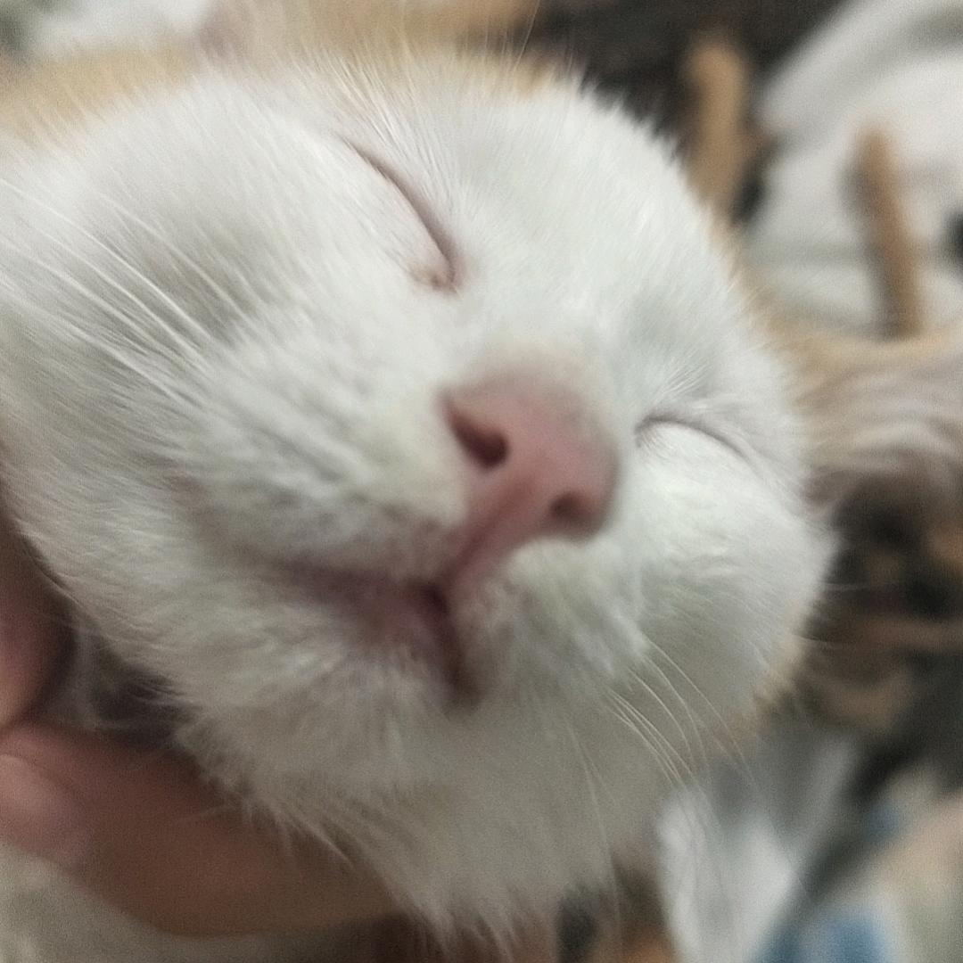 小太阳