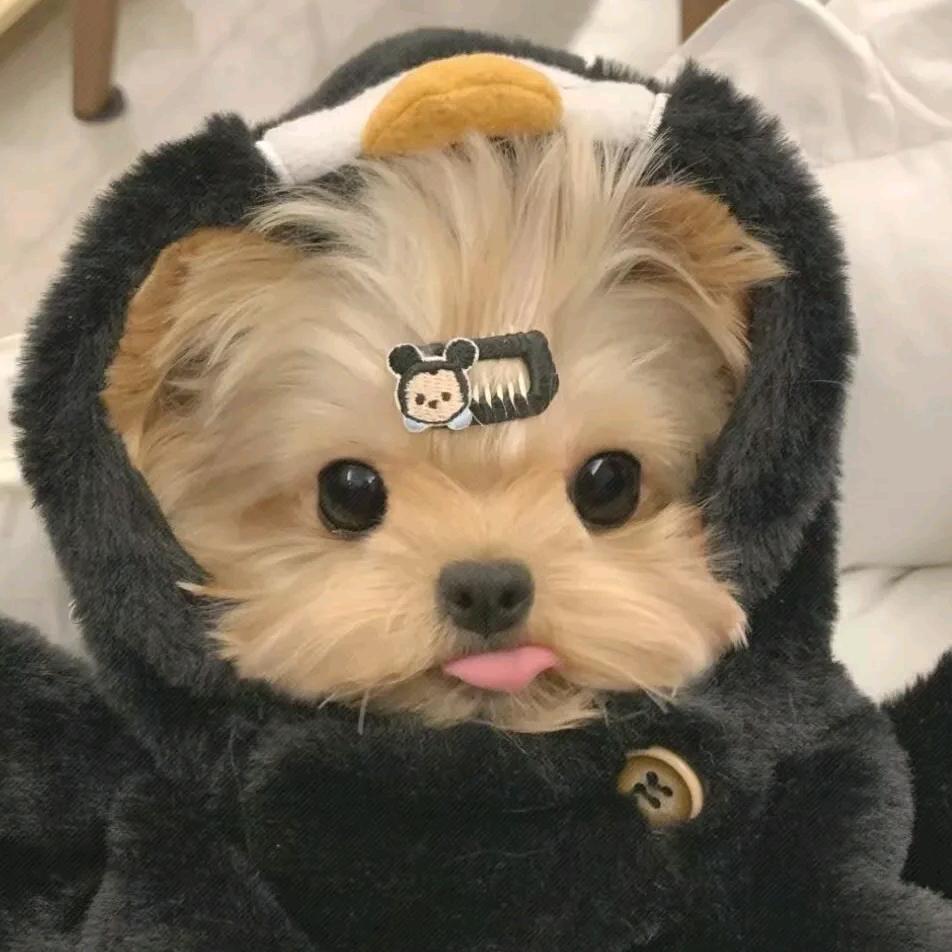 憨憨小懒猪🐖