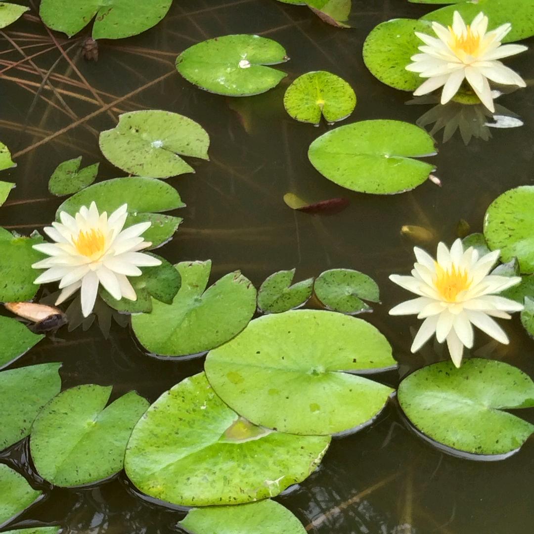 花漫九州