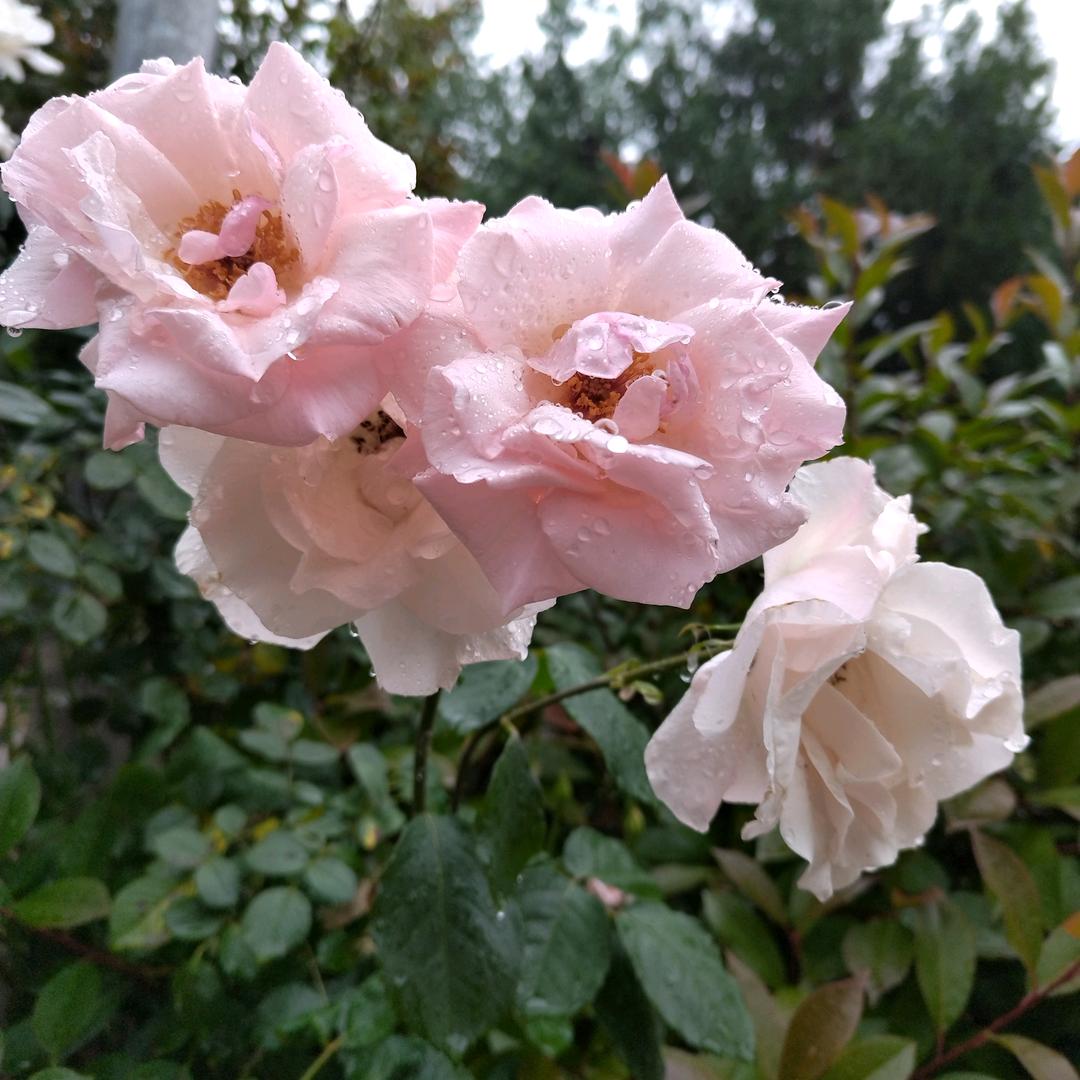 一生幸福😊