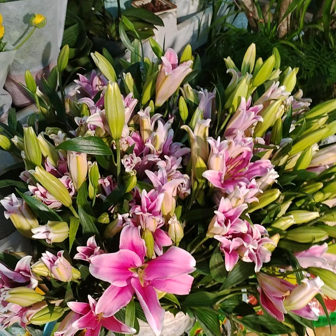 玉兰花店（绿植）