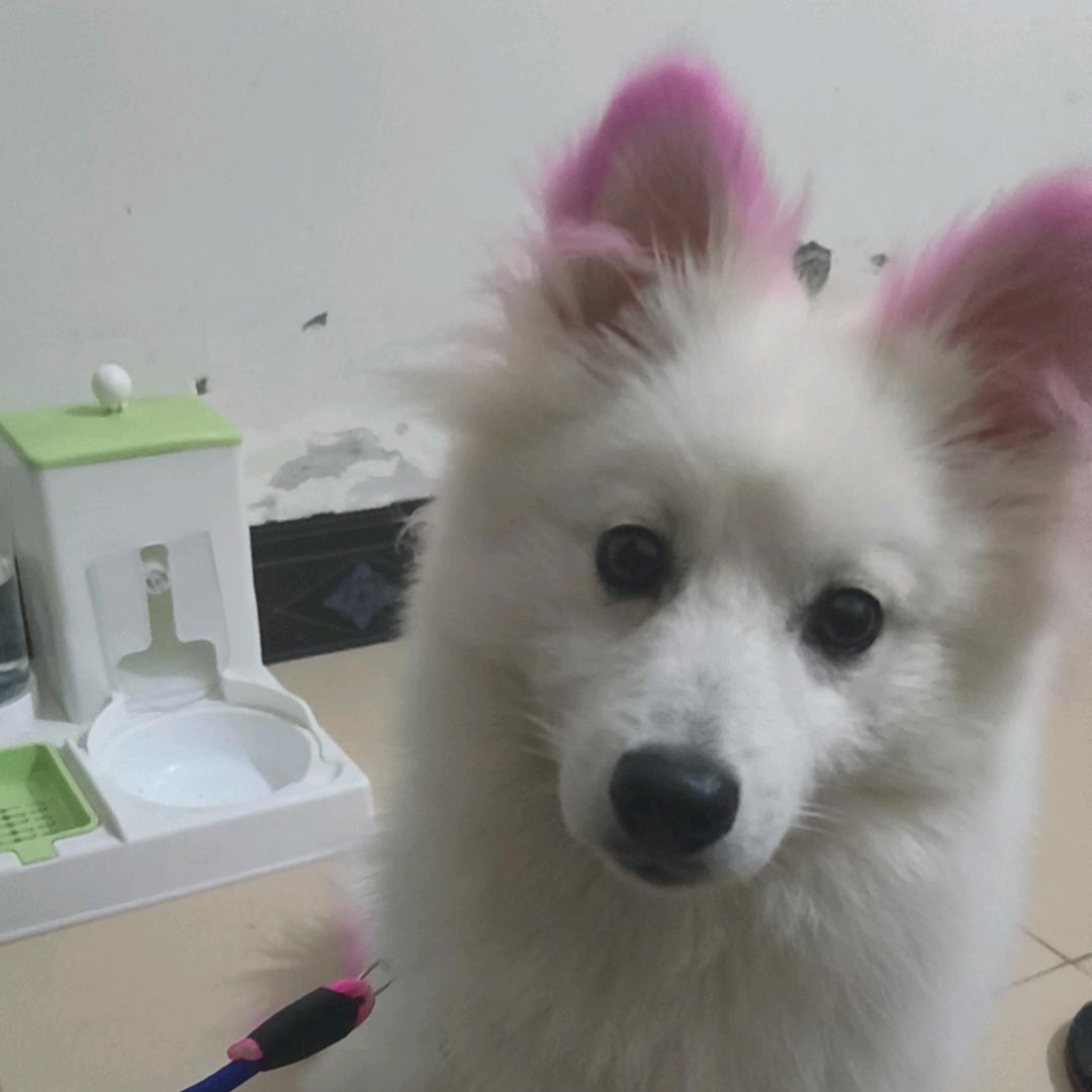 小辉辉