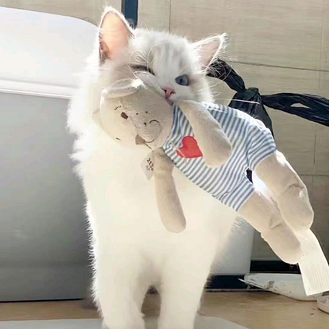 爱᳐吃鱼᳐੭